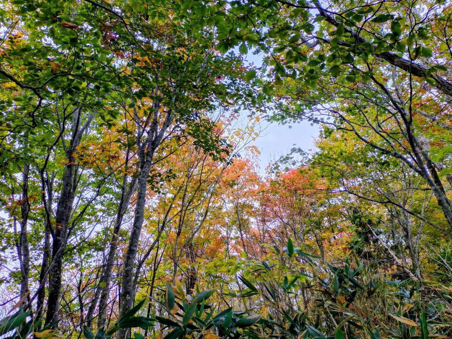 小白森山登山口-小白森山-二杯山-大白森山 往復コースの写真