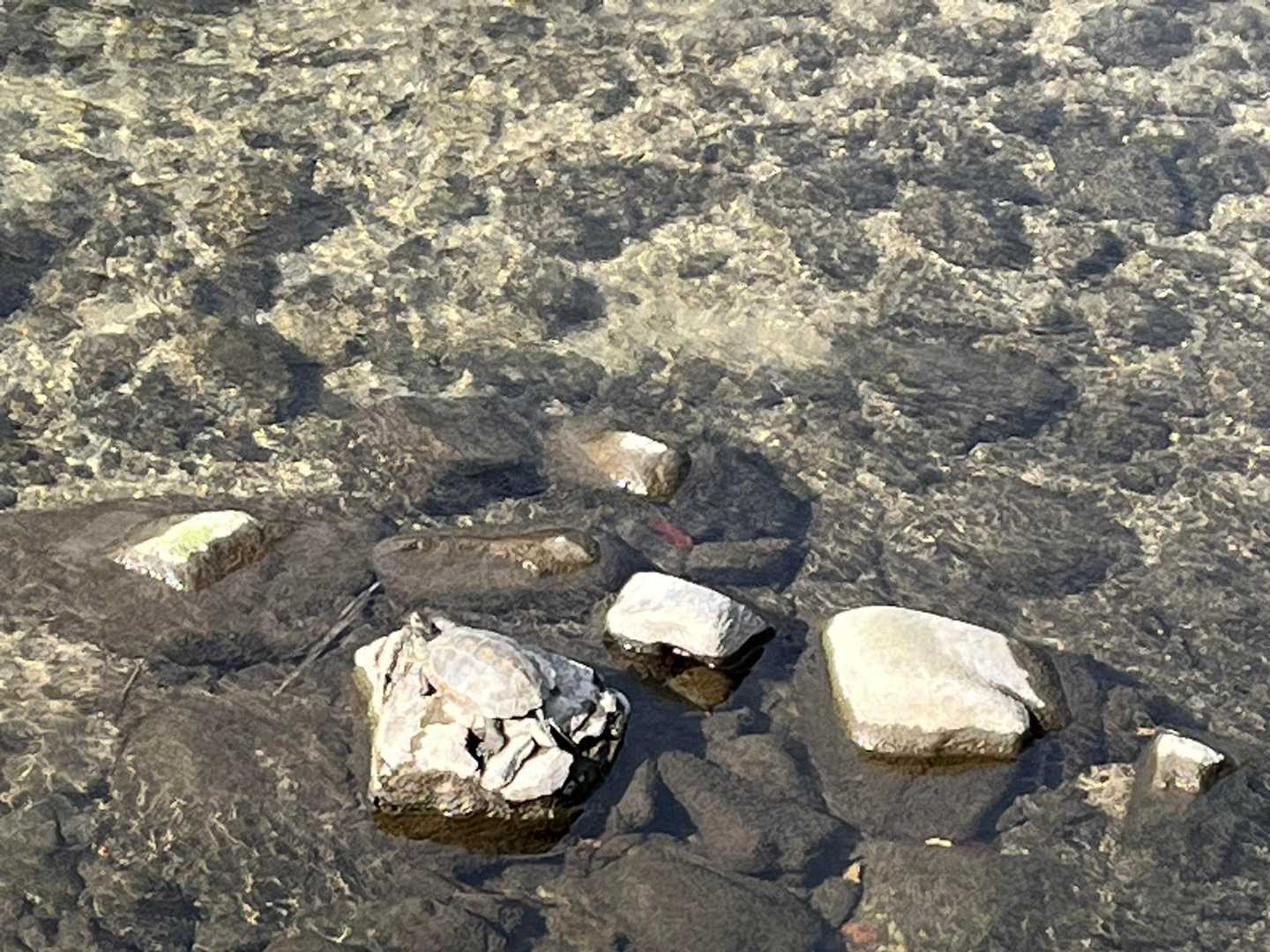 ソレーネ横の川を歩くと、亀さんに遭遇
日光浴かしら🤭🐢☀️