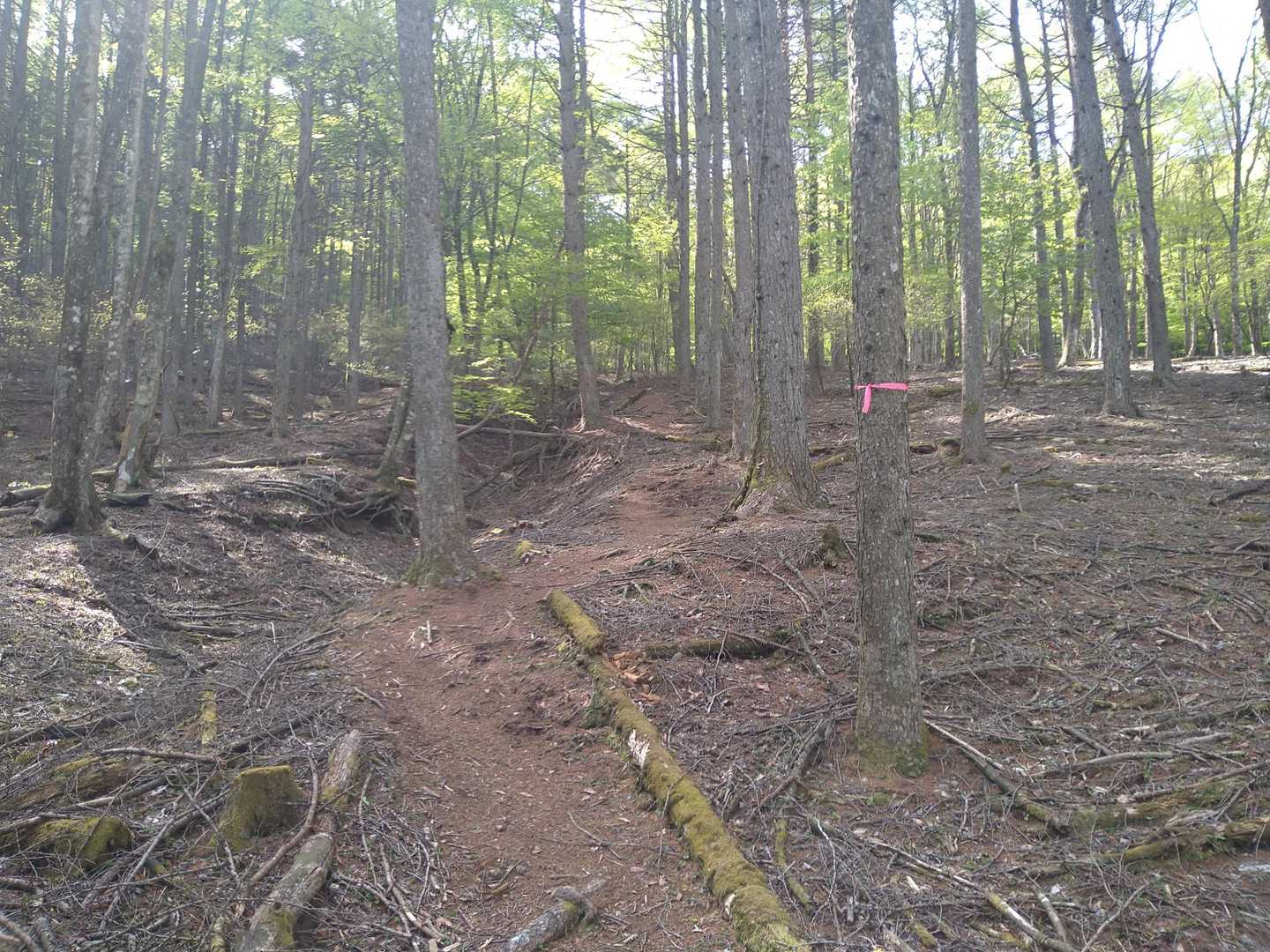 このピンテまで来れば、山頂まで踏み跡分かりやすい