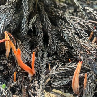ベニナギナタタケ
(この見た目で食用キノコって🍄‍🟫笑)
一瞬カエンタケかと思ったわ🍄☠️