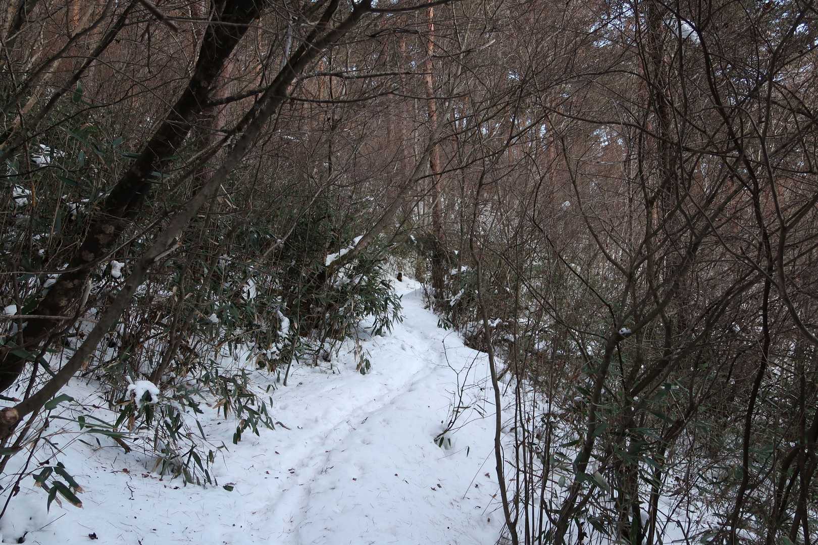 積雪の様子。