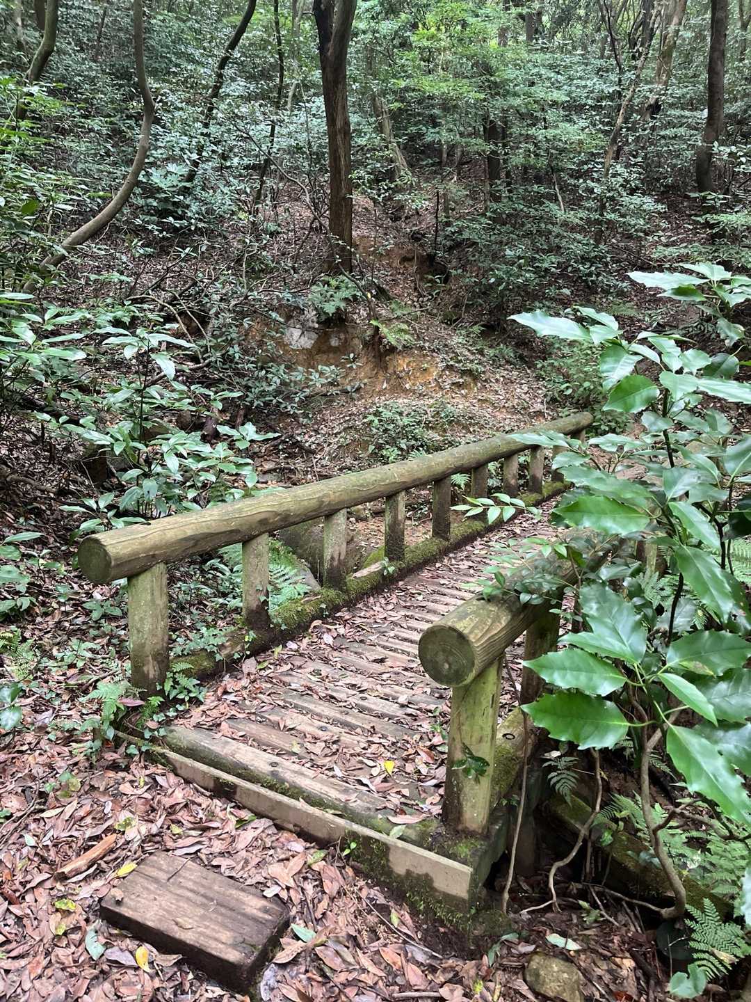 皿倉山 往復コースの写真