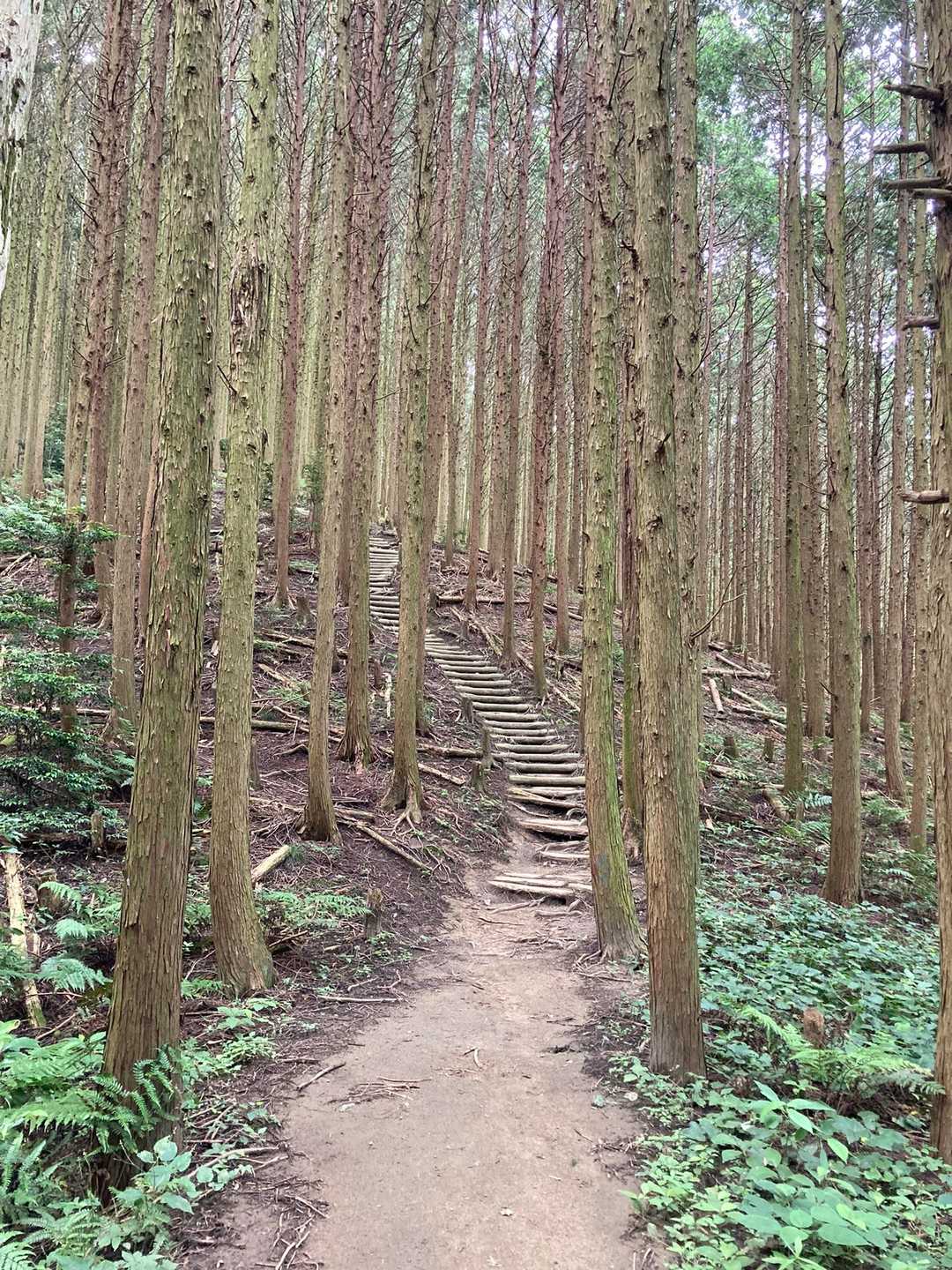 平石峠-万才山-岩橋山-登山口 周回コースの写真