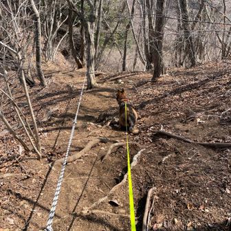 ここが1番歩きにくい。
犬は滑りながら降りてる感じ^^;
大縄跳びみたいなトラロープがありがたい！