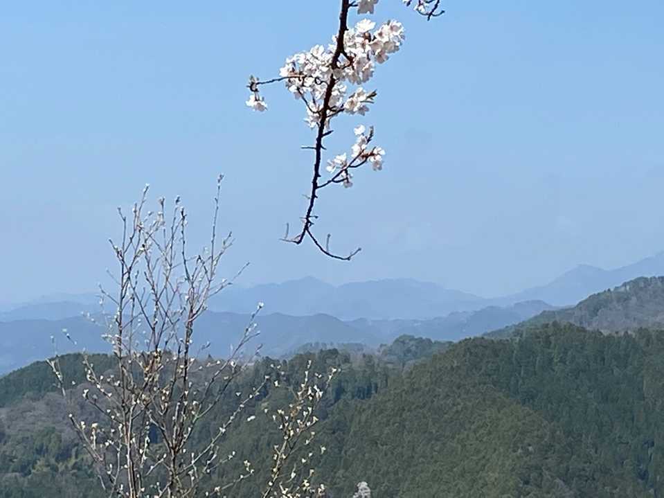 桜の枝の下辺りが星山です。