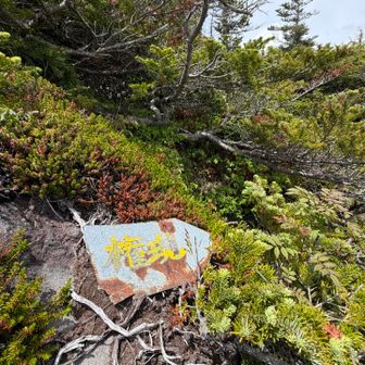 戻ります
途中ルリビタキのたぶん若オスに遭遇
めちゃくちゃ可愛かった
