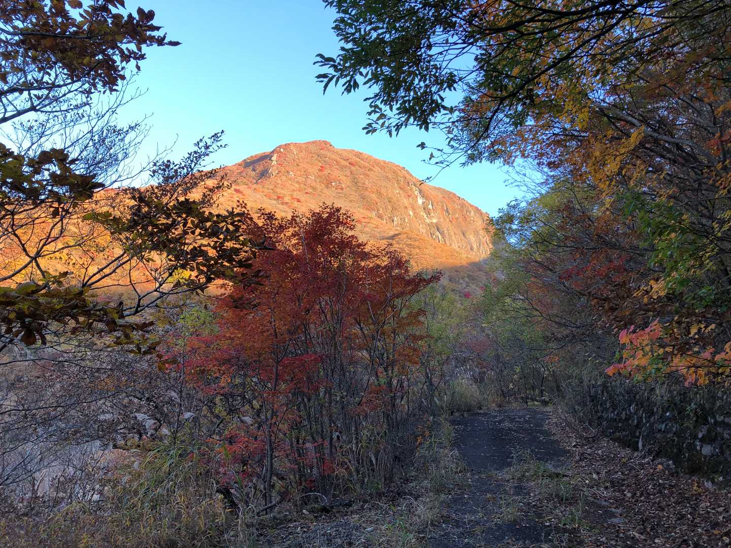 紅葉をキレイに写真に撮るの難しいですね。
キレイさが伝わらない。