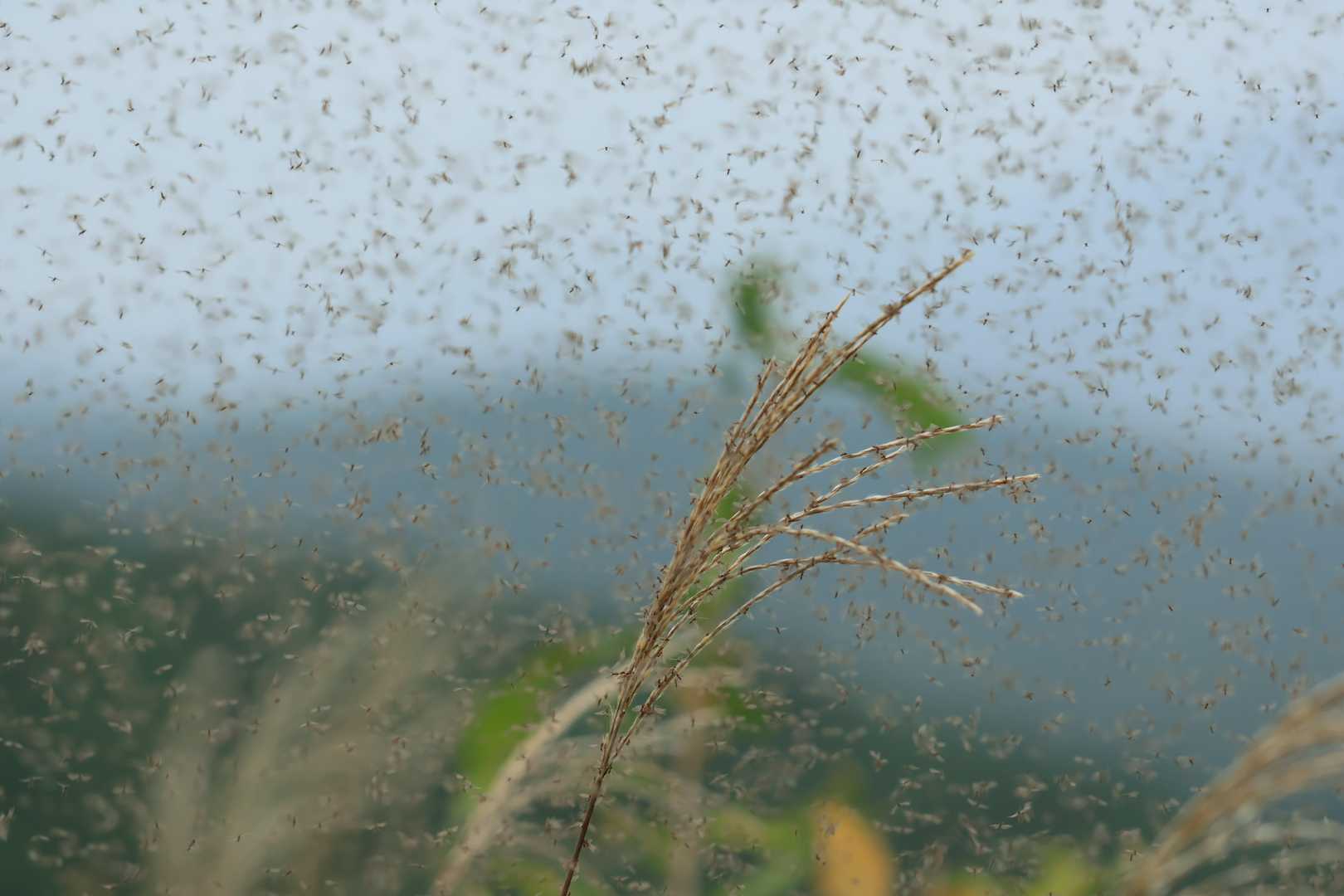 ぎゃー！
あっちもそっちも『蚊柱』みたいな感じになってます