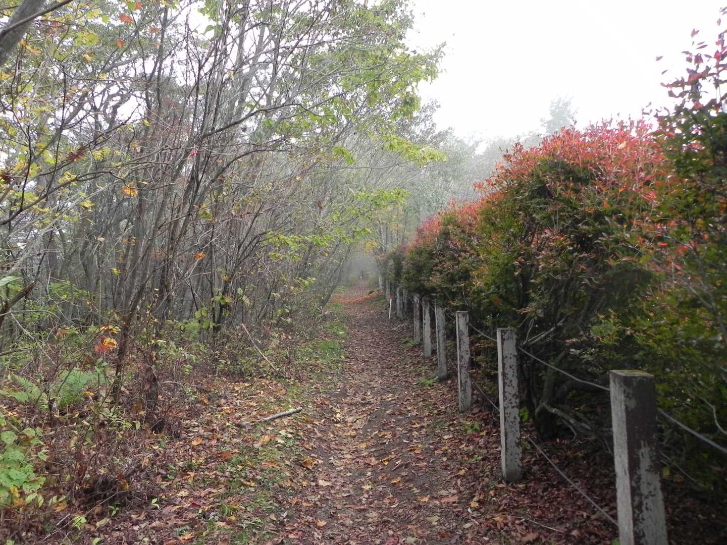 東大火山研究所脇から登ります