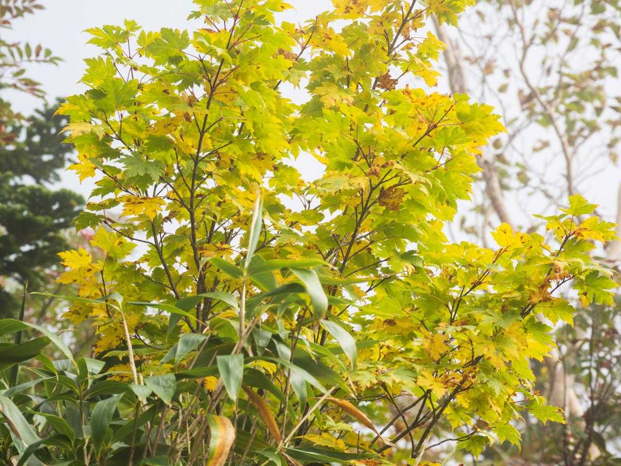 紅葉している木は少ない。探しながら歩く感じ。
