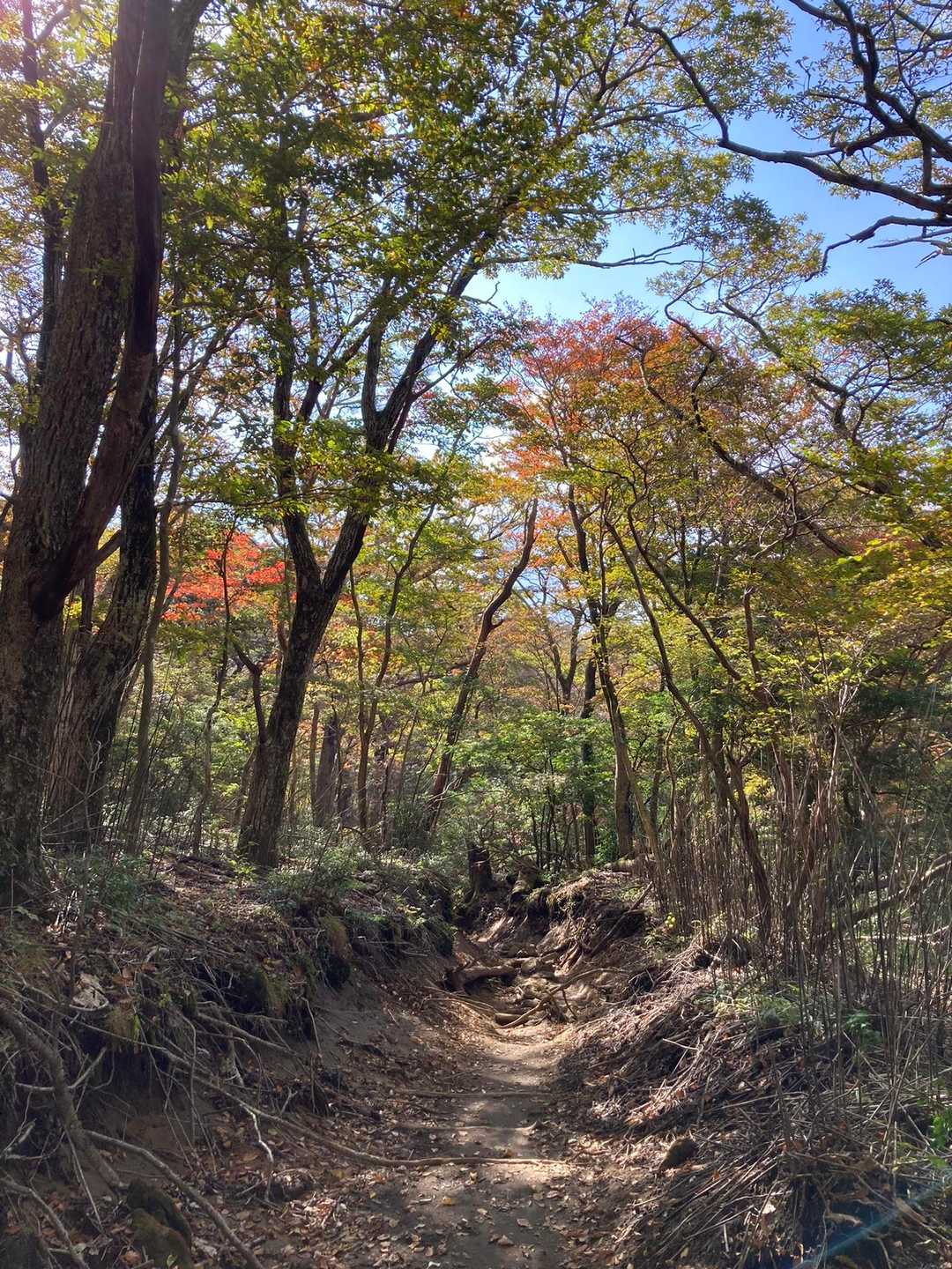 つつじヶ丘バス停-つつじヶ丘登山口-韓国岳 往復コースの写真