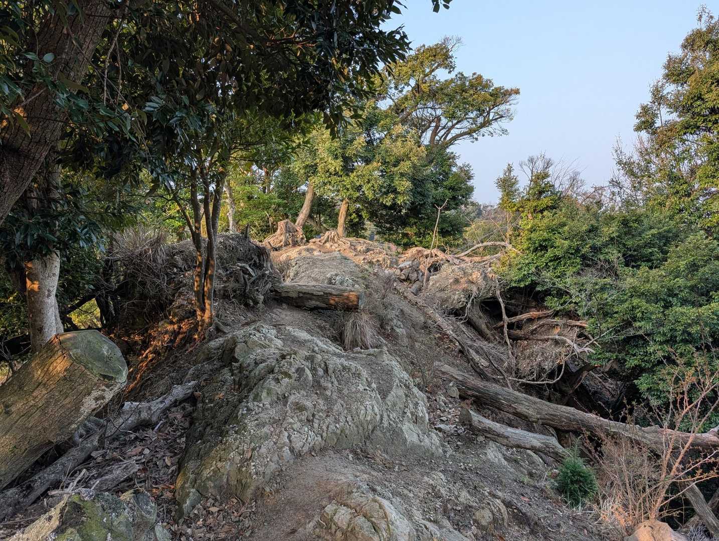 スイセンピーク取付-小保田峠-嵯峨山-小鋸山 周回コースの写真