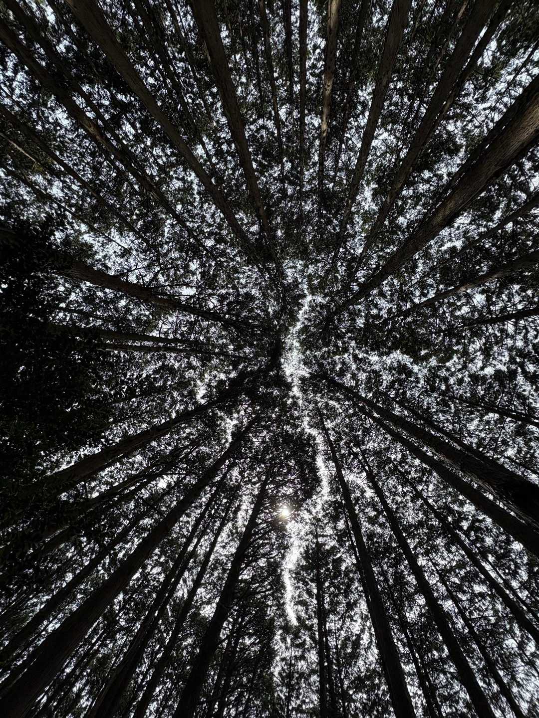 大和朝倉駅-白山登り口-白山-巻向山-高山神社-初瀬山-初 縦走コースの写真