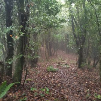 帰る
午後から雨予報
森の中が霧でけぶってる