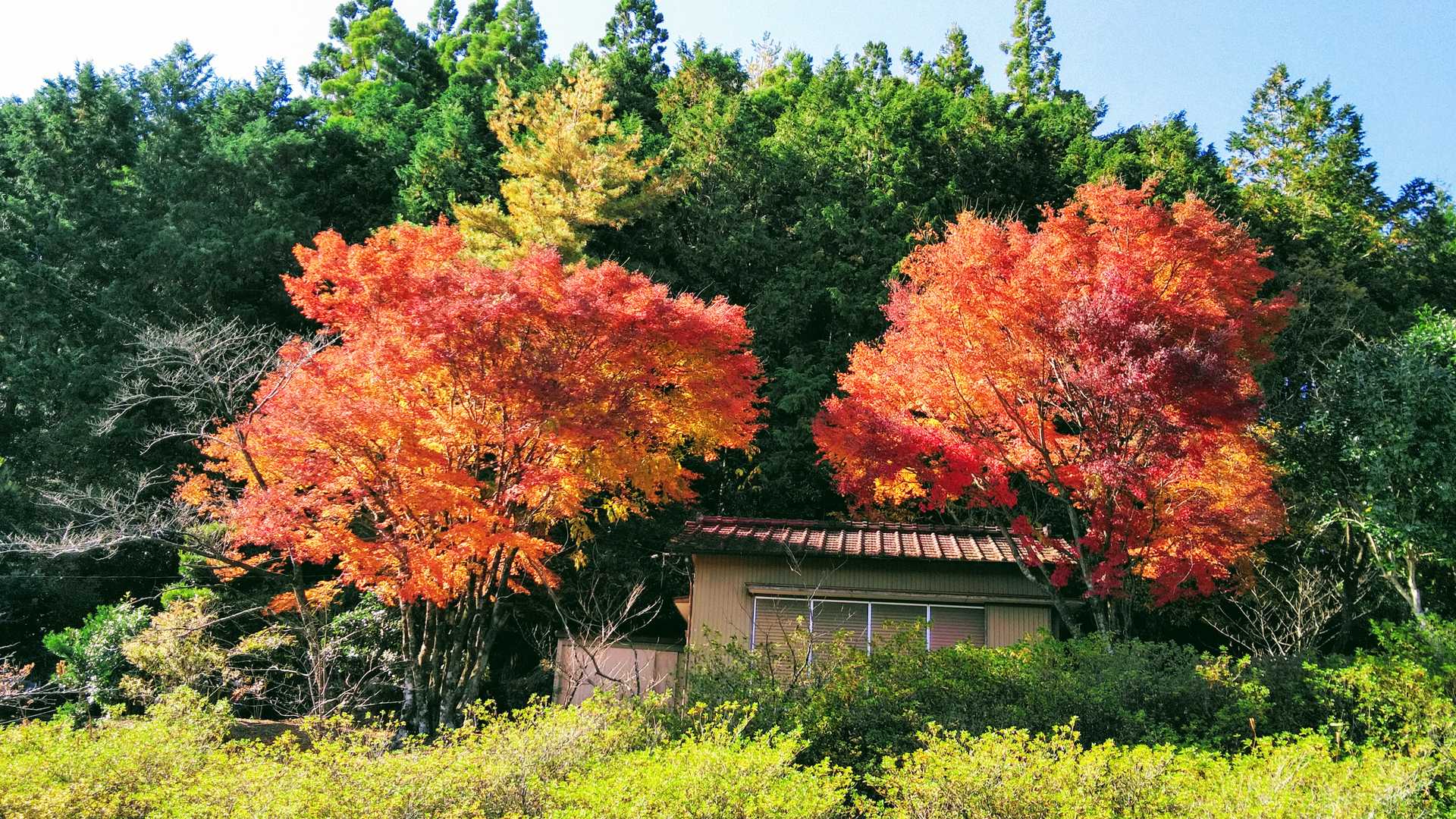 横倉山-横倉宮-杉原神社 周回コースの写真