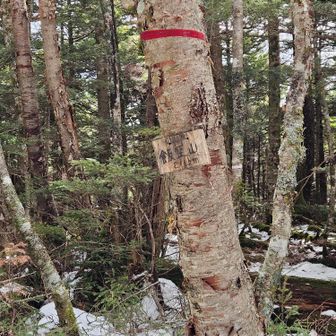 グレィ ピーク　飯盛山
登山道は、全く 分かりません　😨
薄い 積雪の下に  隠されている、木の根っこの  隙間の　踏み抜きが、怖い
足が、根っこの隙間に スポッと嵌まり、バランスを崩して  まンま転倒すれば、容易に骨折💥します　💧
