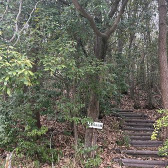 無事に下山して向かいの低山へ！
階段やん💦