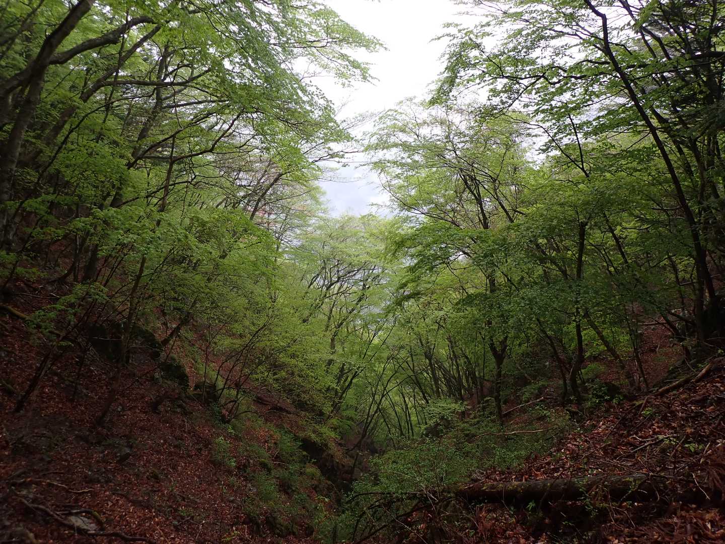 平和登山口-竜頭山 往復コースの写真