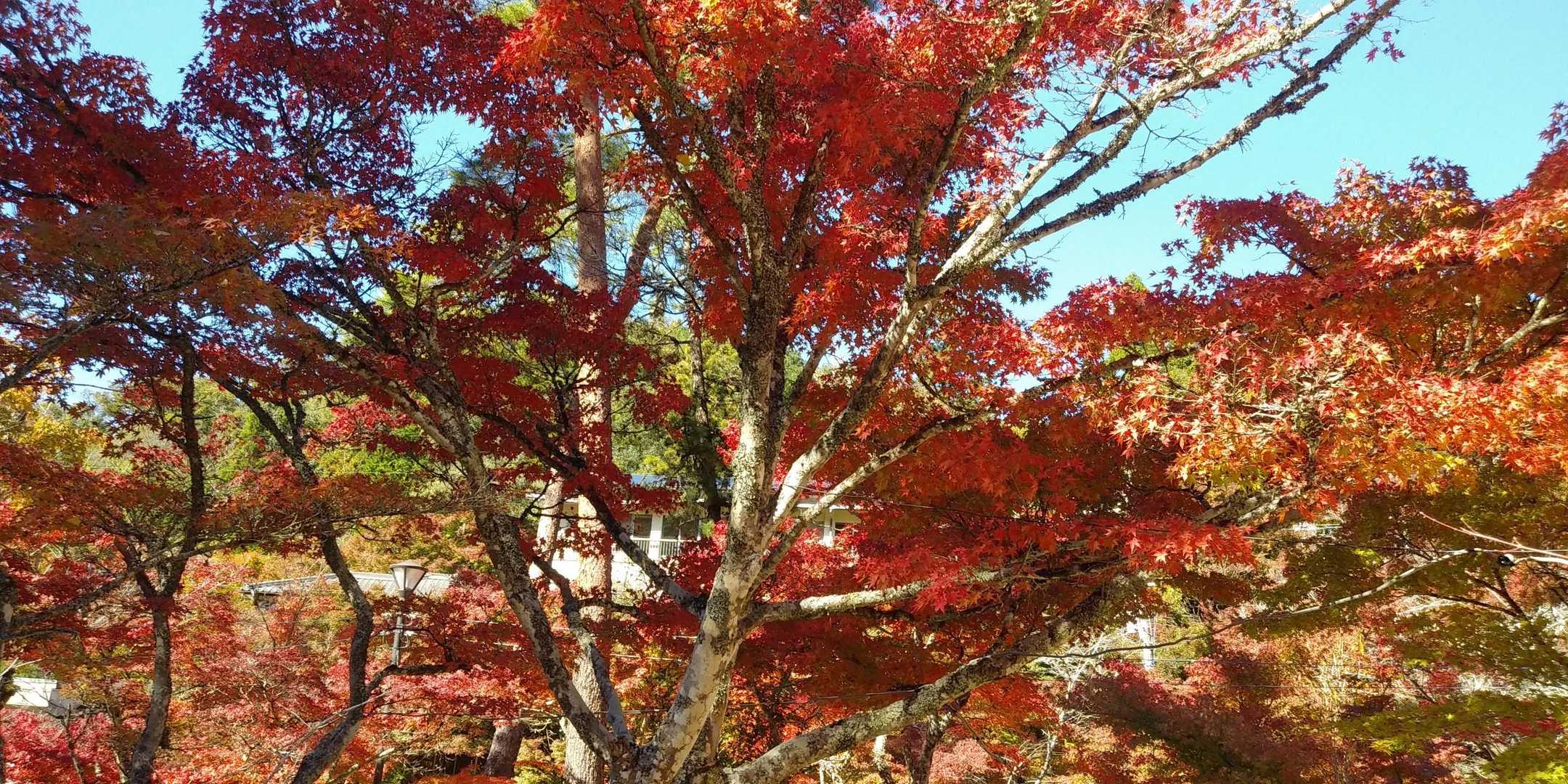 元岩巣山 往復コースの写真