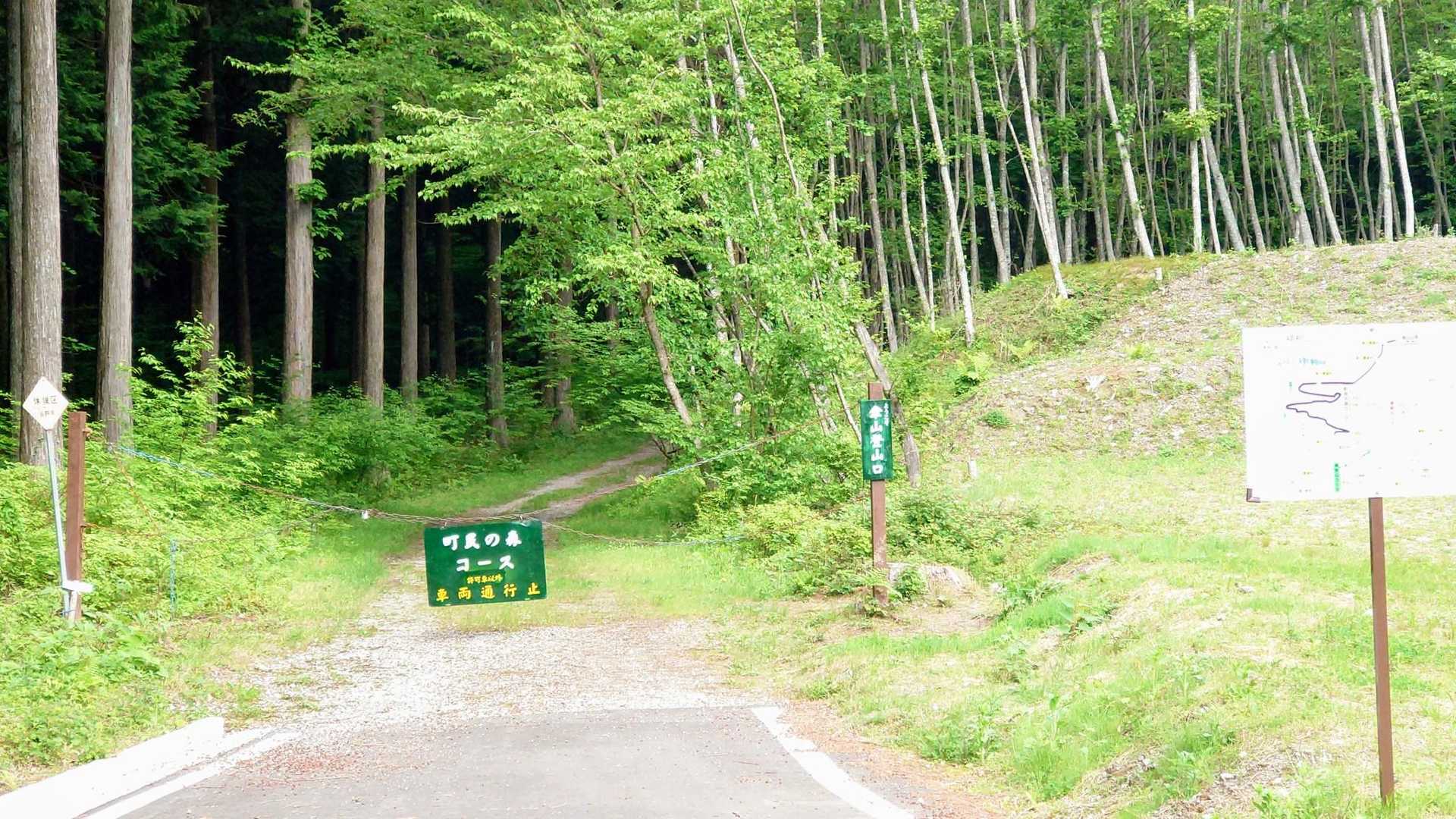 さあ残りの林道歩き頑張るぞ！