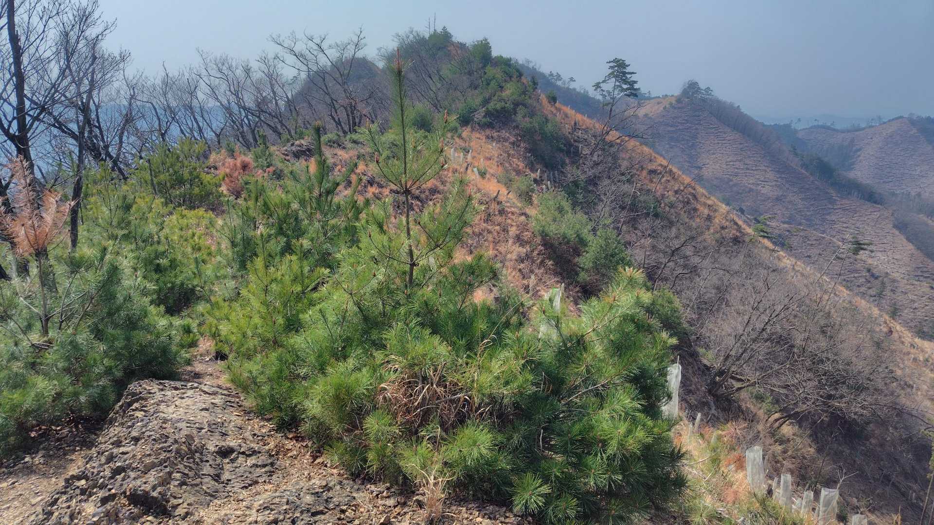 前来た時山火事の傷跡が酷くて悲しい気持ちになったけど、今回は再生のエネルギーを感じて足取り軽いです🥰👍