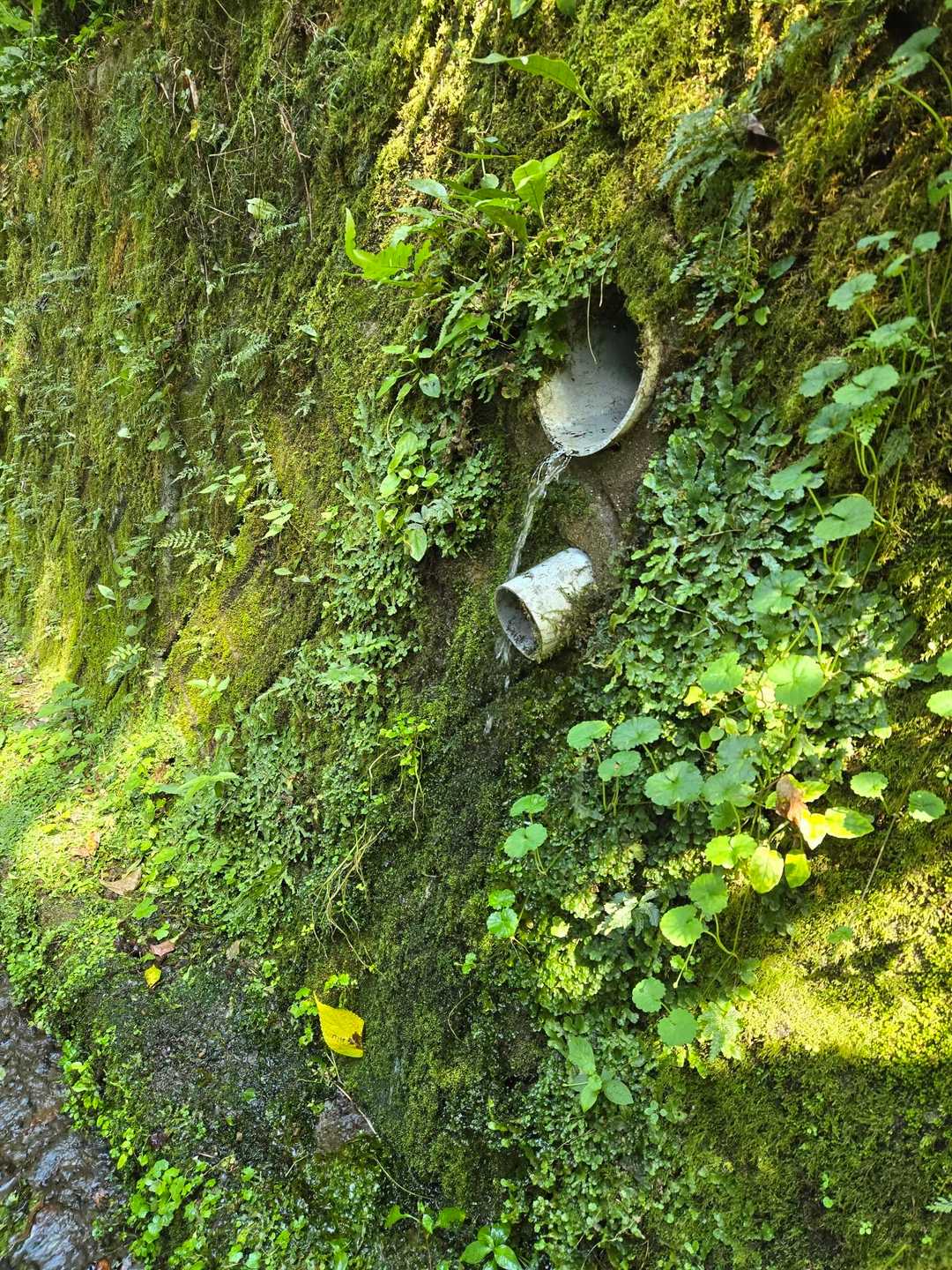 坂の途中の水場💧
滝汗なので顔を洗います。