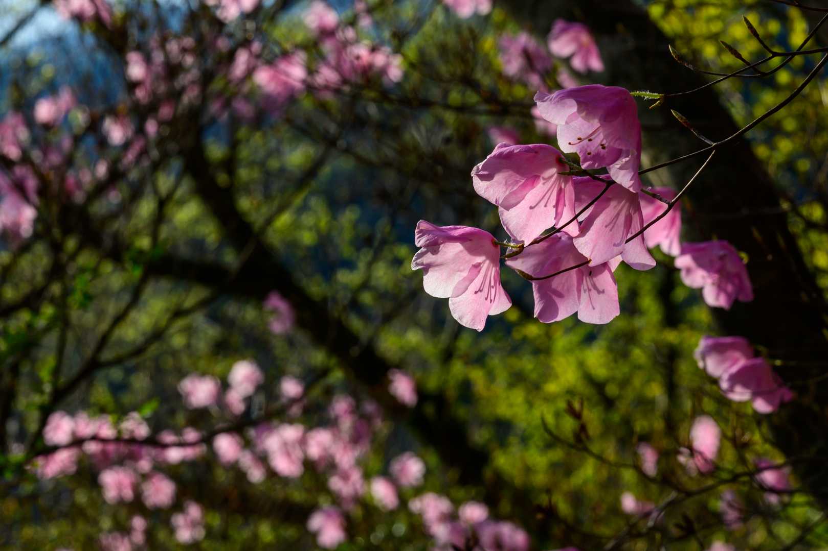 アケボノツツジ　🌸