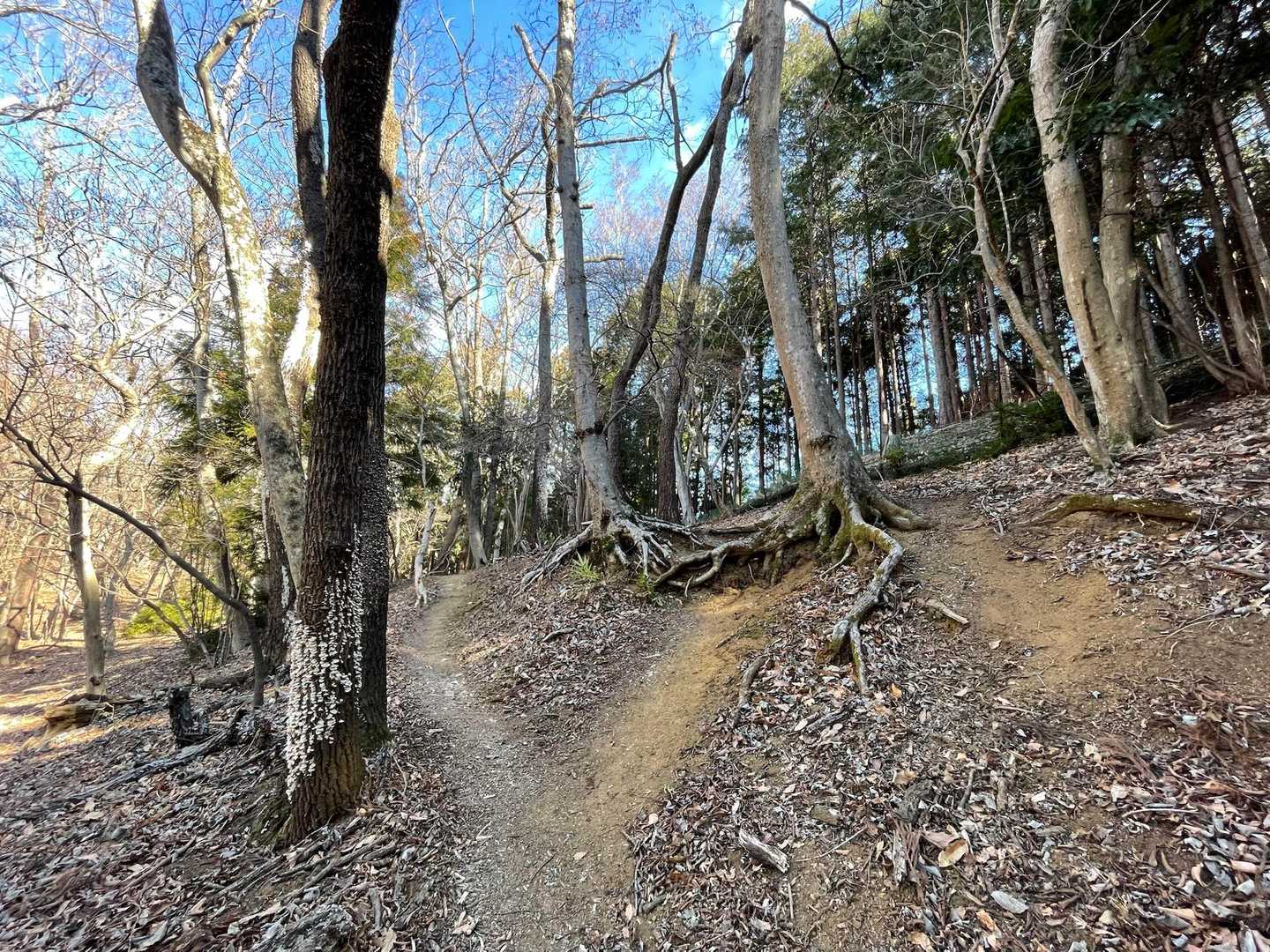 え⁉️この道…右❓左⁉️
どっちかなぁ〜と、思ったけど…😆
右側は、3歩進んだら木の根っこで行き止まり…🤣