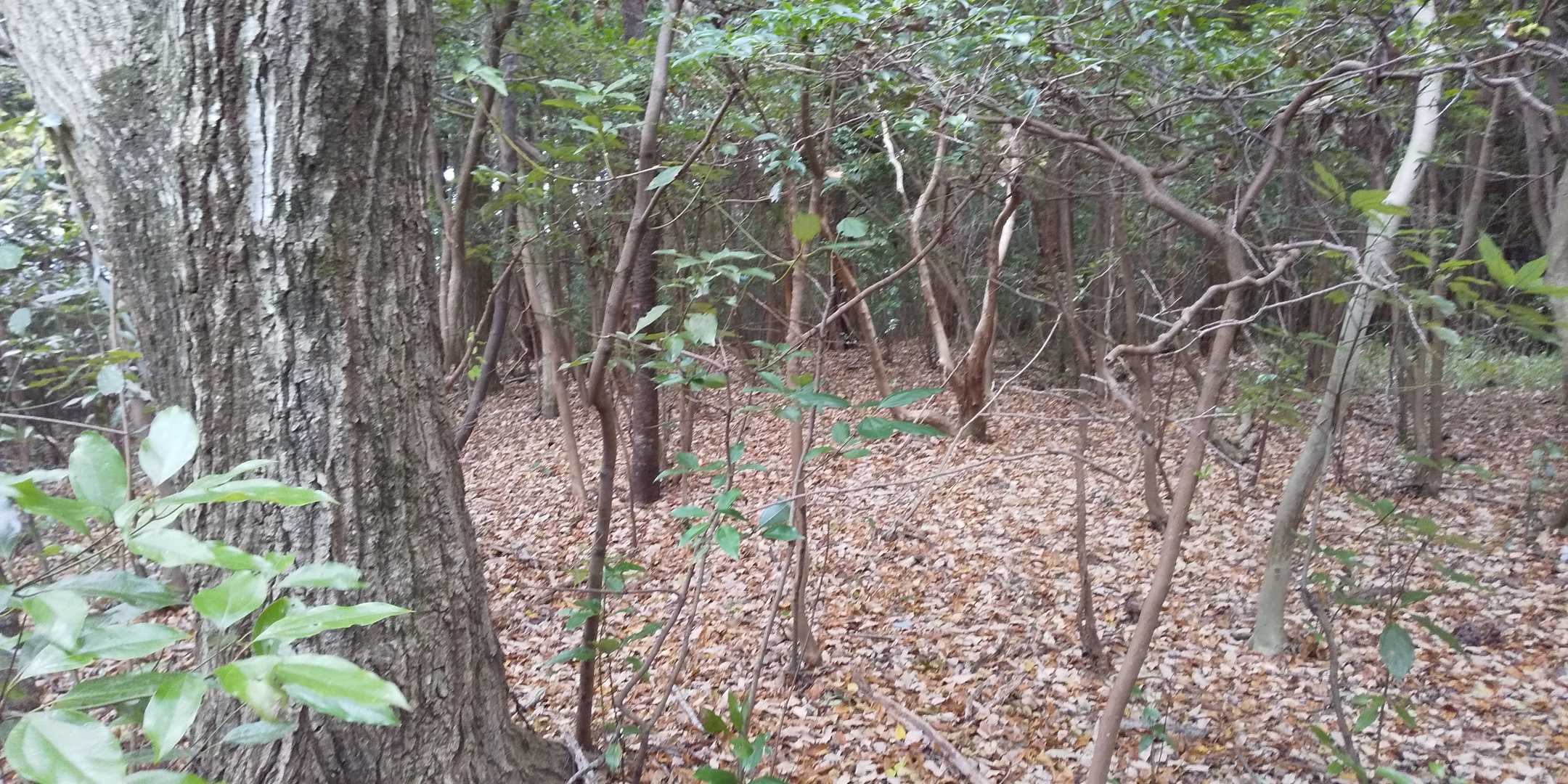 大錫丈山、何もないので、一番の高みで証拠写真　鍋谷峠に向かい適当に踏み跡を辿ると