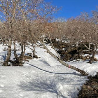 国見岳方面の道　ノートレース　時間と体力があれば行きたい❗️