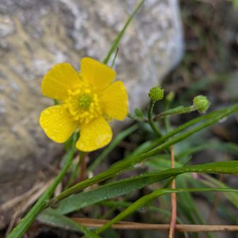 ミヤマキンポウゲ
リュウキンカも同じキンポウゲ科であるが、リュウキンカの葉がフキを思わせるのに対し、深く切れ込んだ葉は鳥の足を思わせる。