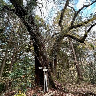 本日の6座目は愛宕山
此方は🌸桜の大木がシンボルツリー🌲👌