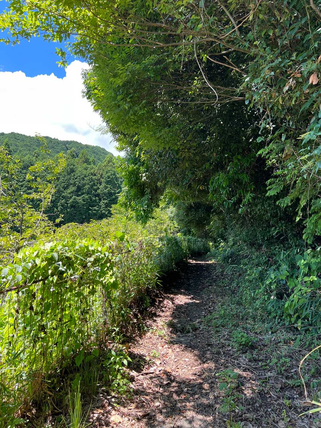 イノシシ除けの柵を開けて、登山道に入ります。
このあたりだけ！涼しいです😅