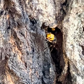 オオスズメバチも居ます。
もう1匹、中にいます
お尻が見えてます
巣ではなく、樹液が出ているから居るだけだと思います
ここのトラップが無くなりました
焼け尾根に移動したのかな？

