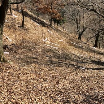 妙見山シカが増えてる？
シカ避けがプラスティックで、風で飛んだのかゴミだらけに見えて残念