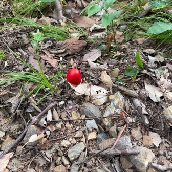 あらタマゴダケ🍄