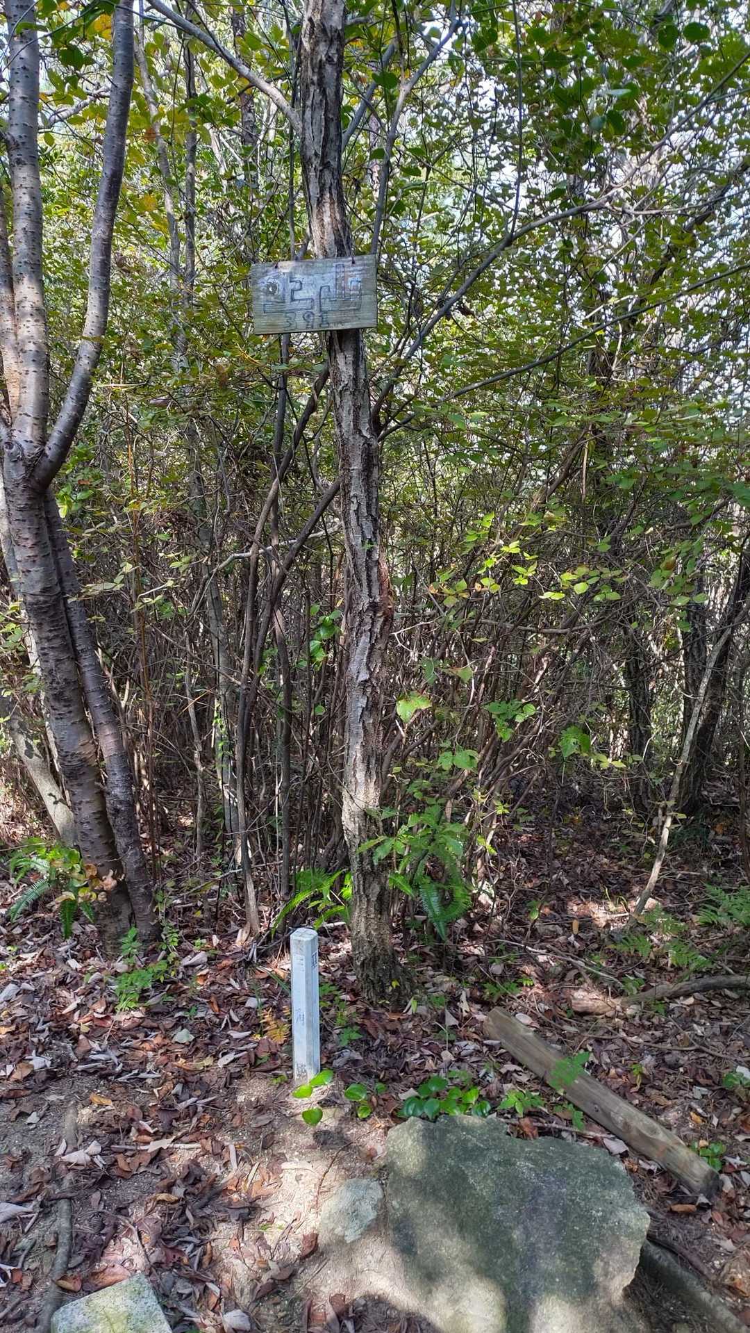 運賃山　山頂　眺望無し