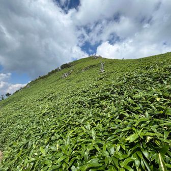 剣山山頂方面　一面笹原