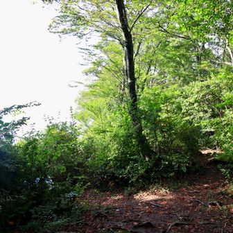 山頂を通過した後も、しばらくはっきりとした道筋があり…高崎山に詳しくなければ、こっちからも簡単に降りられそうと勘違いしそうな…。