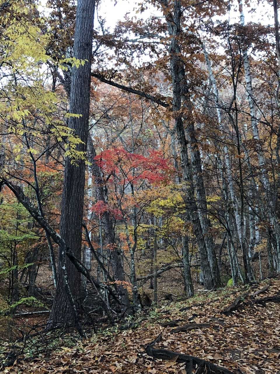 🍂紅葉🍁していて綺麗ね🤗