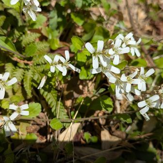 スズシロソウ？