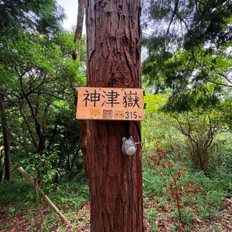 神津嶽山頂　315ｍ