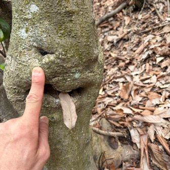 トトロルートの番人さん
あっかんべー👅