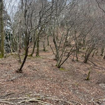 稜線へ上がります