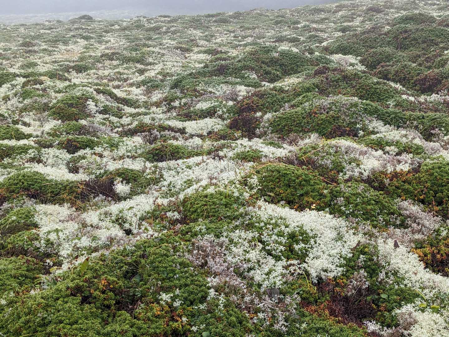 眺望が楽しめないので、センジガ原の植生