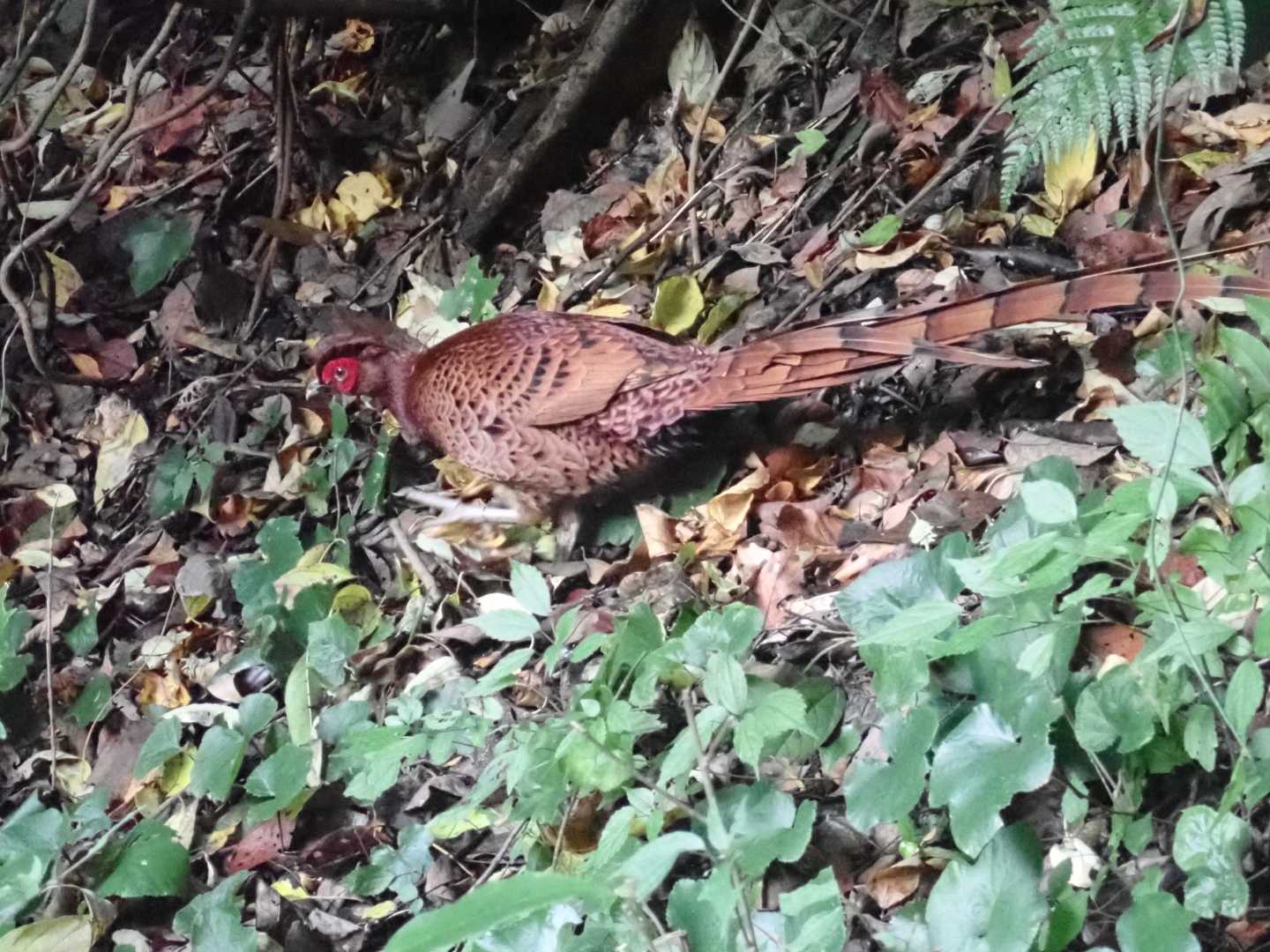 帰り道で山鳥が目の前に飛び出てきた