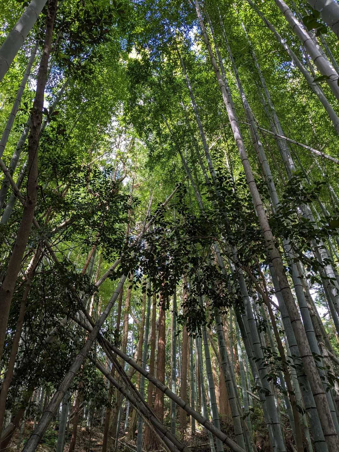 竹林🌿を通って