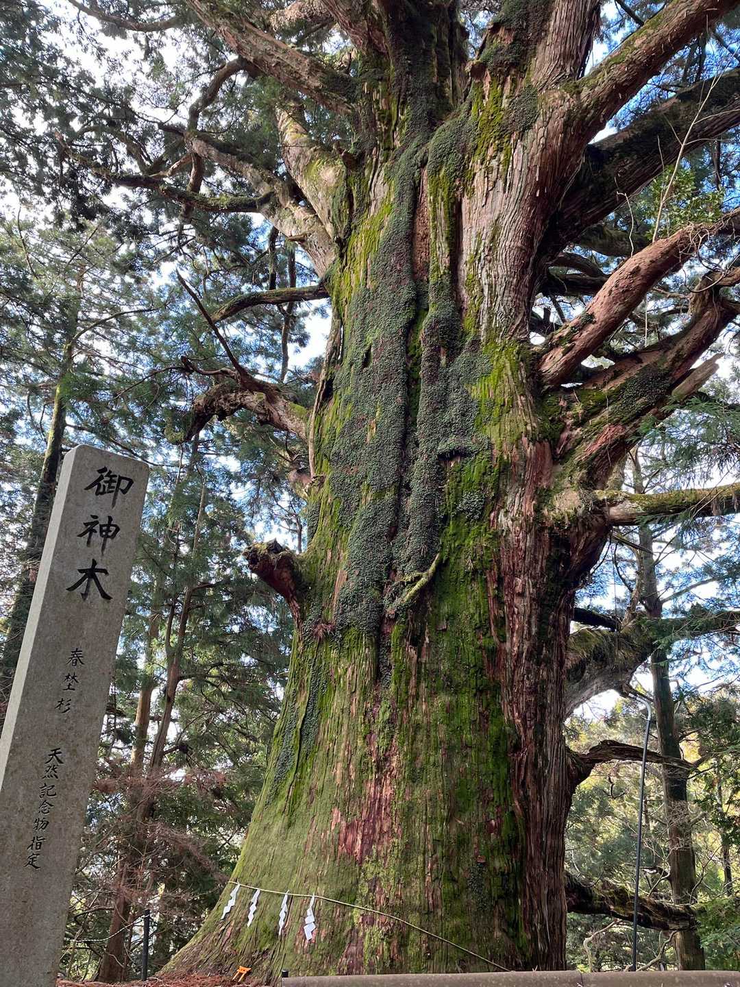 壮大な巨木🌲