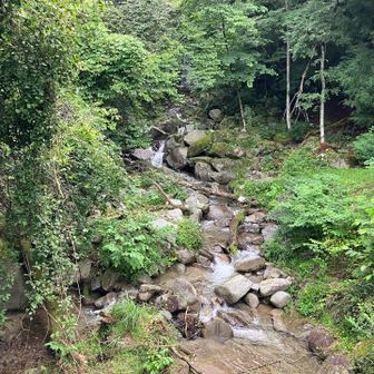 水が澄んでいます