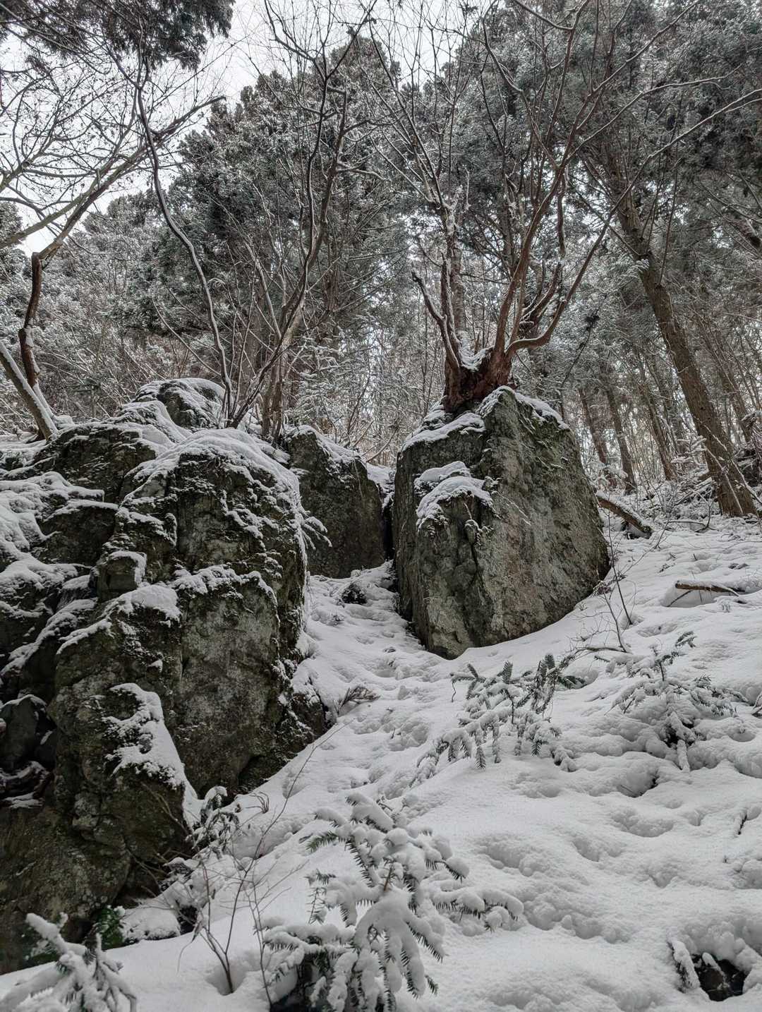 吉和冠山-土滝山-寂地山 往復コースの写真